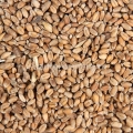 Пшеница на 50 л браги/10 кг